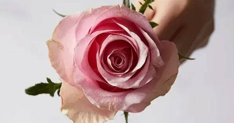 bloomandwild.com